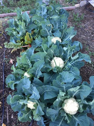 The start of our Gleaning garden program